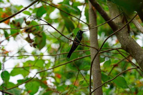 small humming bird