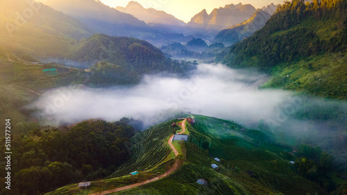 tea plantation Doi Ang Kang  Chiang Mai  photo