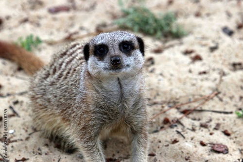 Observé par un suricate © Simon