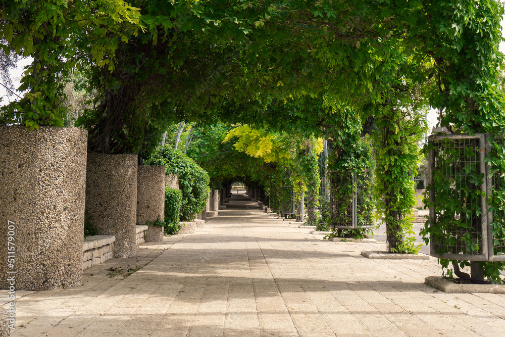 long beautiful alley with tree arches