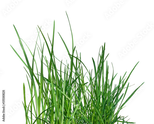 Fresh spring green grass isolated on white background.green juicy grass . Spring greenery.