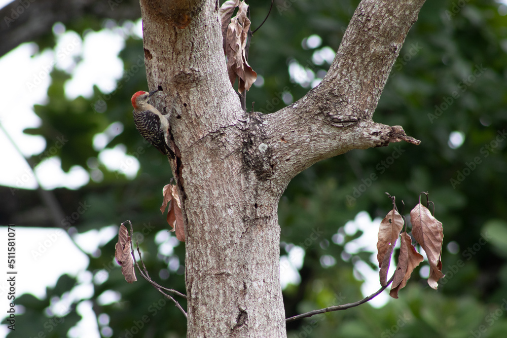 pajaro carpintero