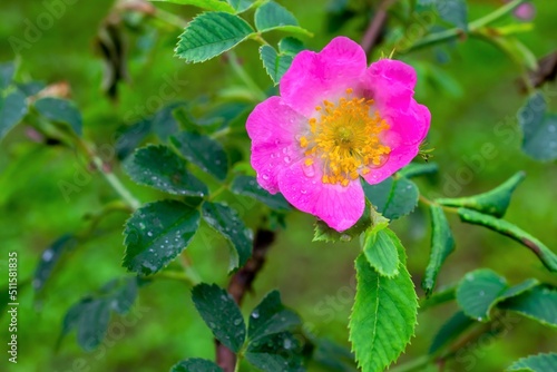 water drops on Dog Rose blossom  Rosa canina 