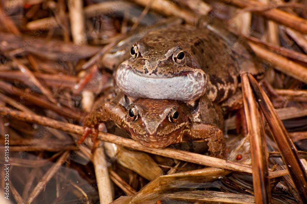 Fototapeta premium Copulating frogs in its natural habitat