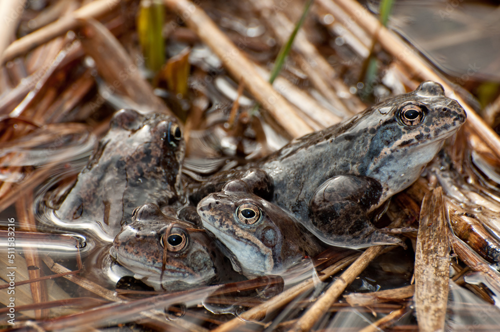 Frogs in its natural habitat Frogs in its natural habitat