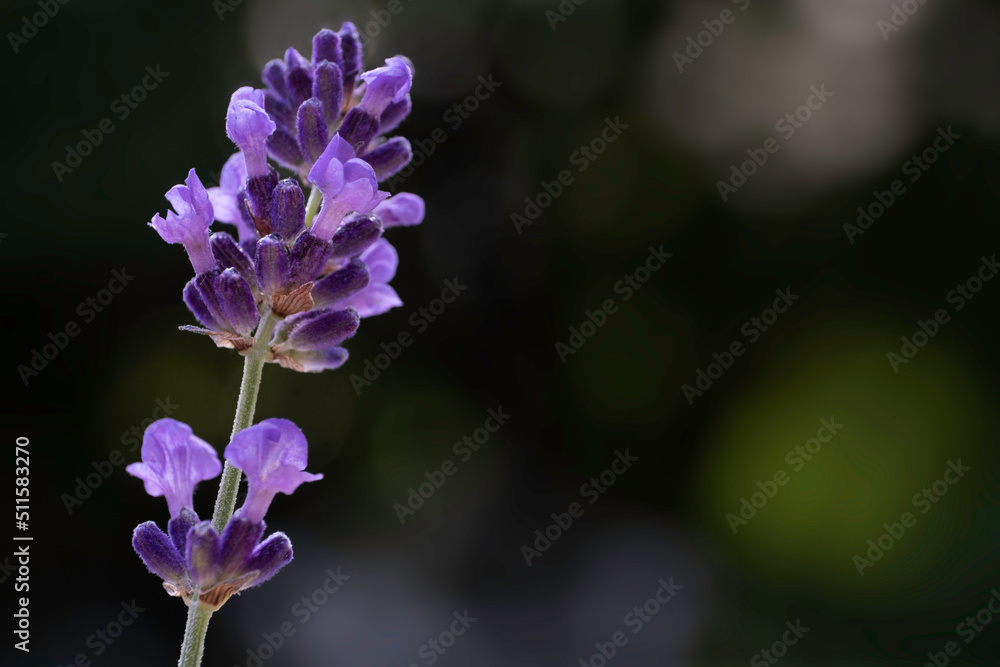 Obraz premium Single sprig of blooming and fragrant lavender flower against a dark green blurred background. Copy space