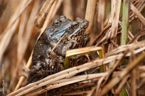 Copulating frogs in its natural habitat