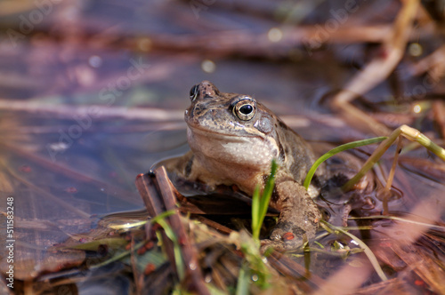 Frog in swamp