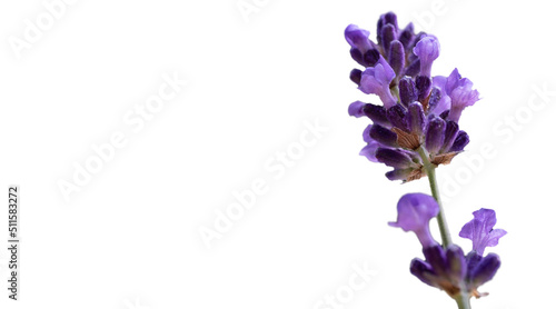 Single sprig of blooming and fragrant lavender flower isolated on white background. Space for text and design