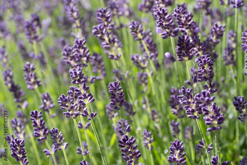 Blooming and fragrant lavender flowers in a garden bed. Narrow depth of field  blurred background. Focus on the flowers in front. Background image