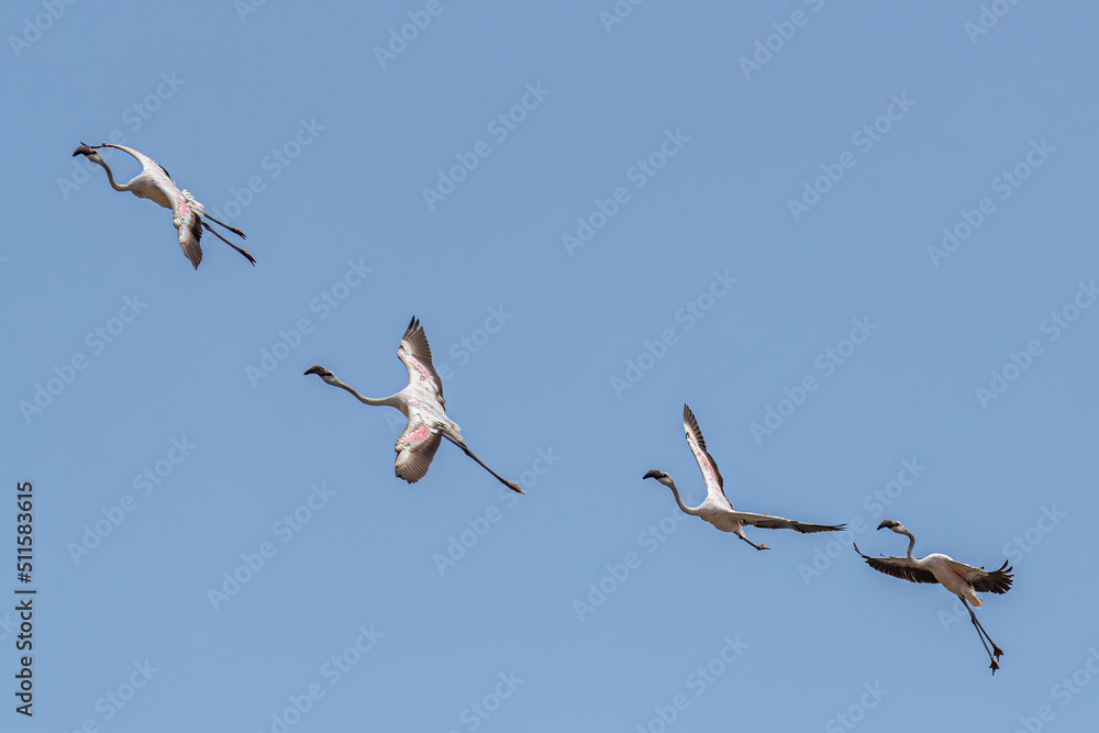 Obraz premium A group of Four Flamingos in flight