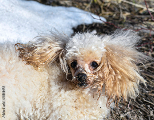 Funny little red poodle on the street. Muzzle in the snow.