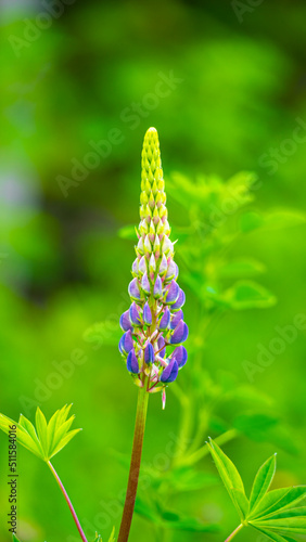 Beautiful Lupin standing alone with its contrasting colors, NovaScotia ,Canada photo