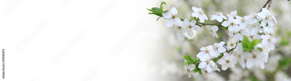 Flowering cherry plum. White flowers shot with selective focus. Website header banner