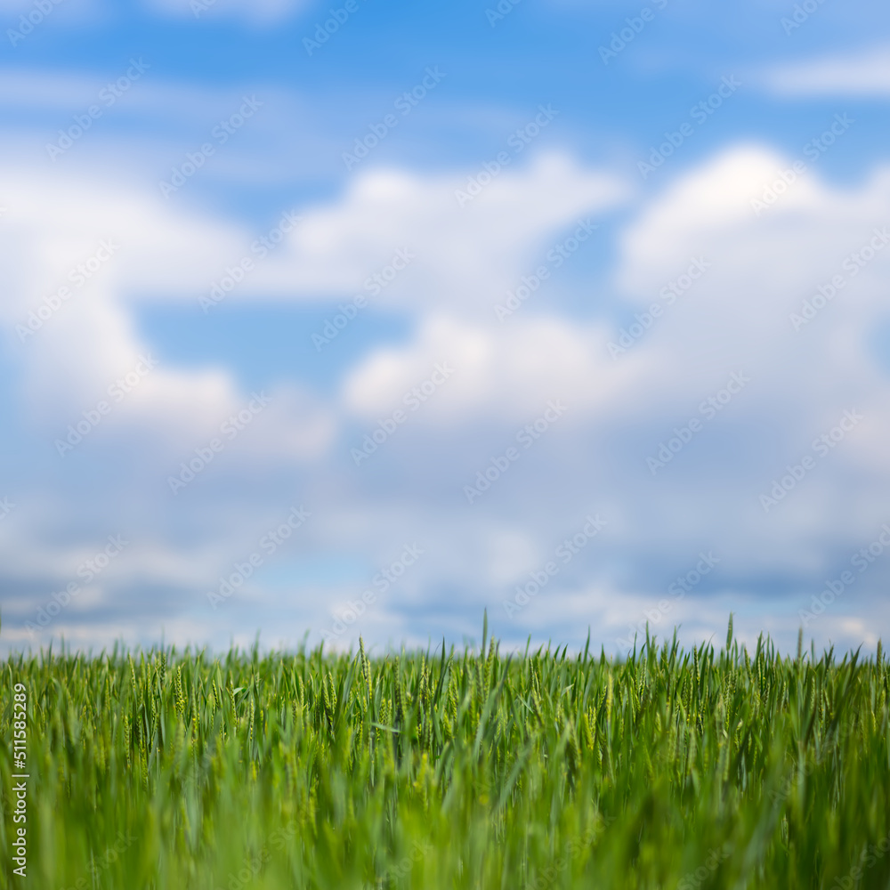 closeup green rural field under blue cloudy sky, countryside industry background