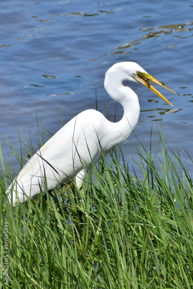 Fototapeta premium Great Egret