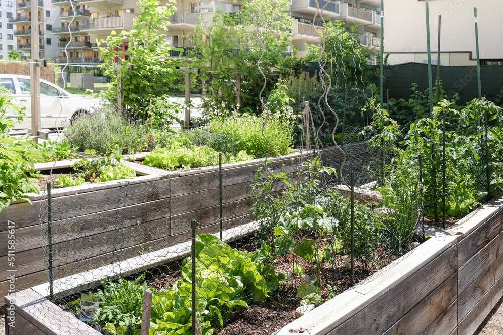 Urban farming: community garden in the city as sustainable living