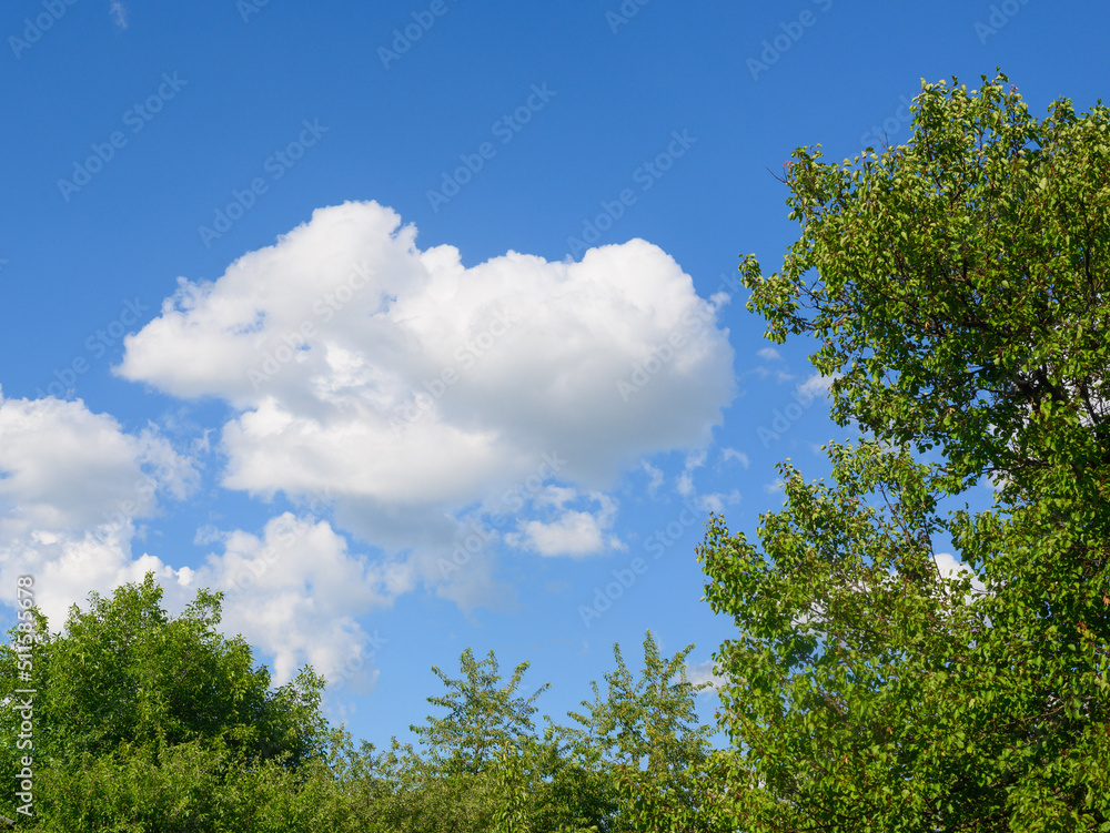tree leaves on a sky background with clouds tree leaves on a sky background with clouds