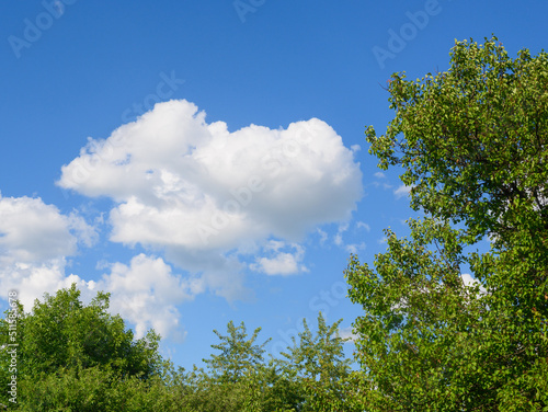 tree leaves on a sky background with clouds