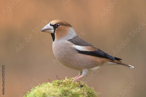 Photo Hawfinch perched on the mossy stone (Coccothraustes coccothraustes)