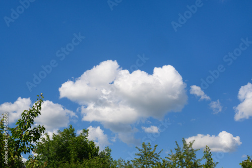 tree leaves on a blue sky background with clouds.