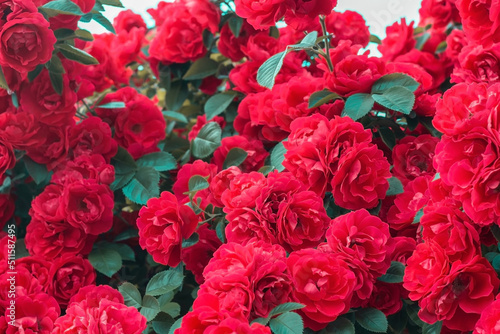 Bush of rose flower red summer background. Red roses bush