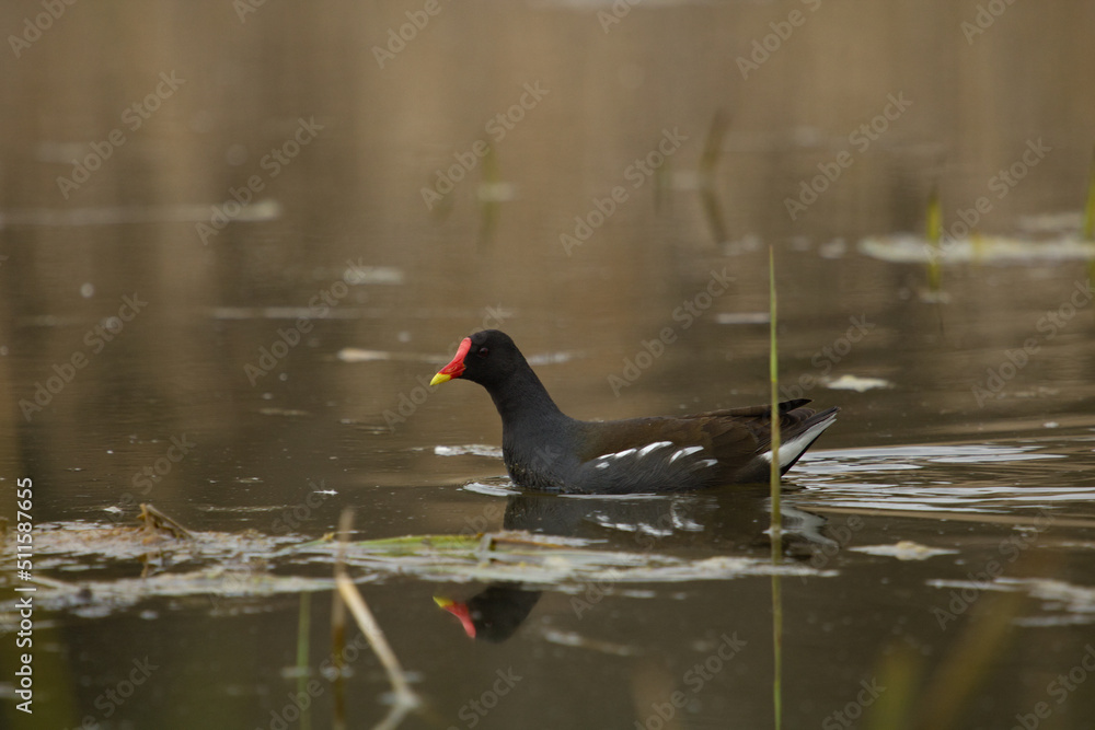 Common Moorhens, marsh hens swimming in the pond. Gallinula Chloropus, cute bird. Common Moorhens, marsh hens swimming in the pond. Gallinula Chloropus, cute bird.