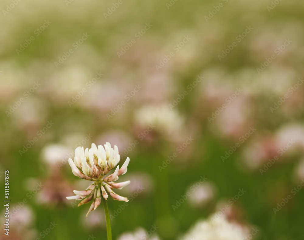 Close-up of trifolium repens, Belgium Close-up of trifolium repens, Belgium