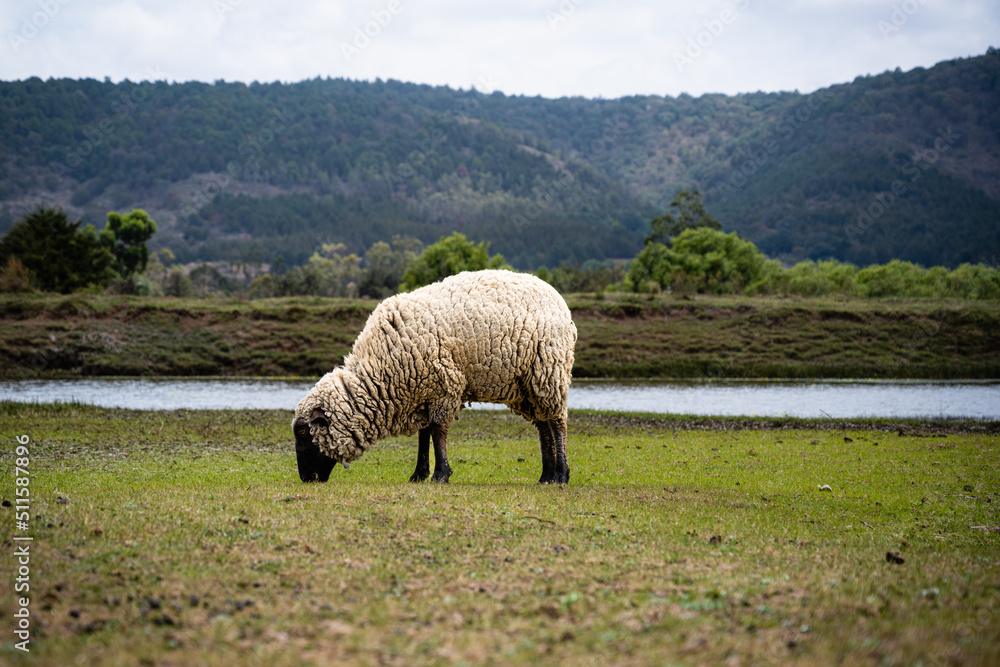 Photography of a black-faced sheep eating grass with a lake background Photography of a black-faced sheep eating grass with a lake background