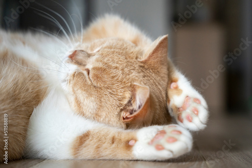Brytyjski kot tarza się na podłodze.  © Aneta