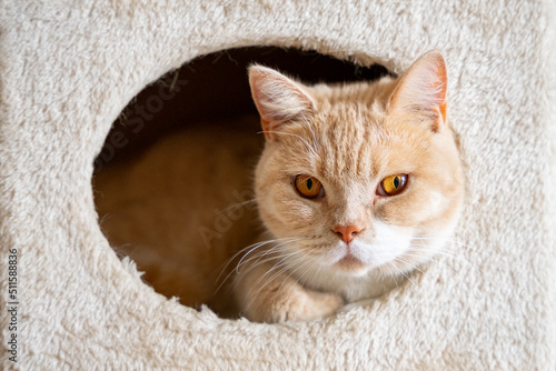 Fototapeta Naklejka Na Ścianę i Meble -  Kot Brytyjski leży w drapaku dla kotów.