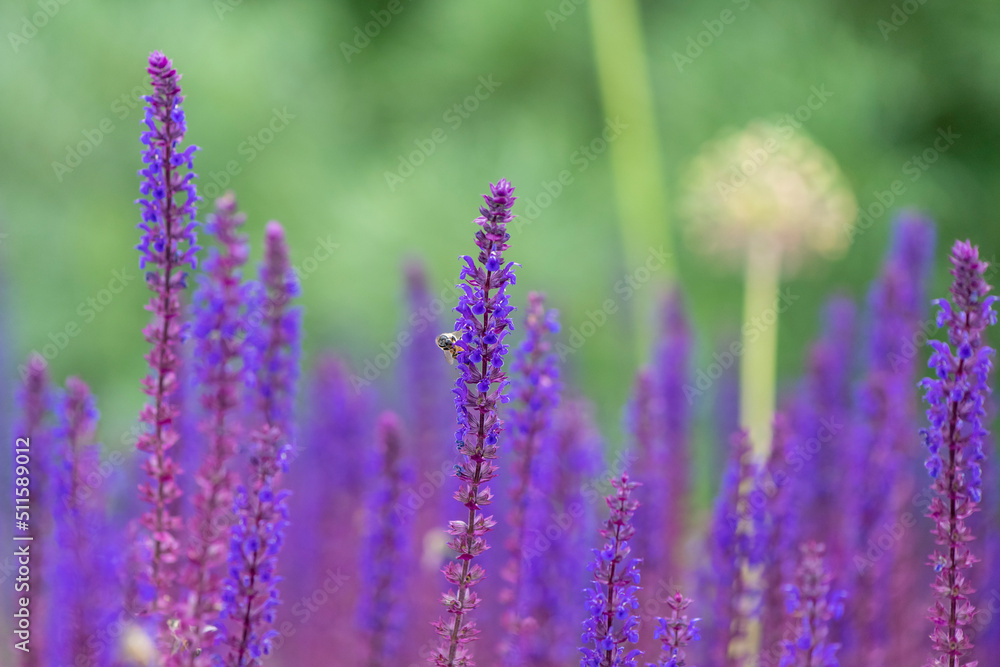 Obraz premium violet lavender blossoms with bee