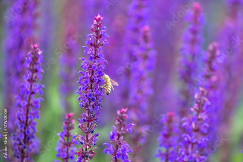 violet lavender blossoms with bee