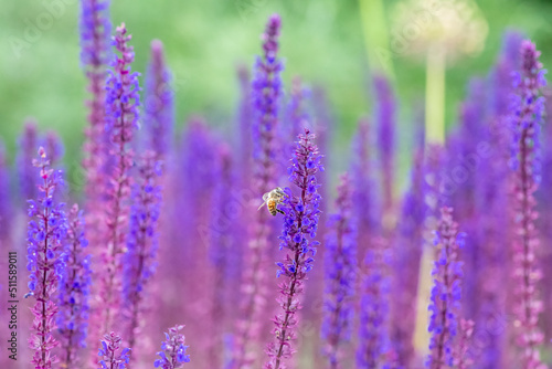 Fototapeta Naklejka Na Ścianę i Meble -  violet lavender blossoms with bee