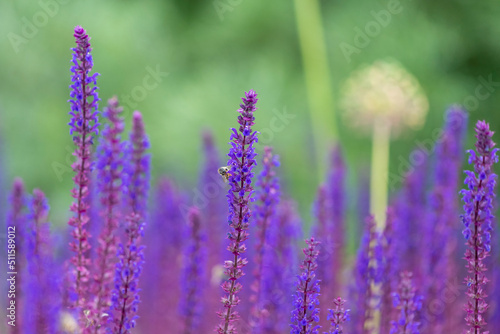 violet lavender blossoms with bee