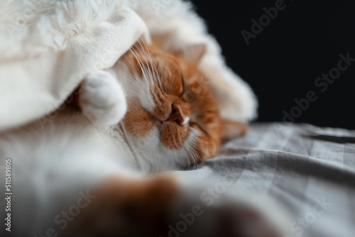 Photography Close-up of red-white cat sleeping under warm blanket.