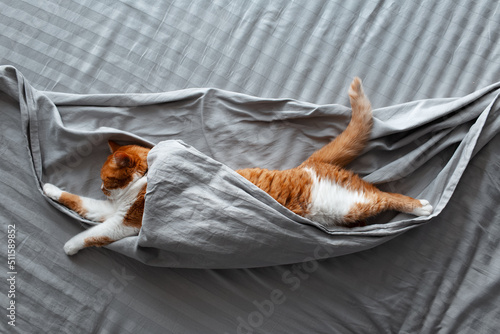 Fototapeta Top view of cute red-white cat lying on bed under grey blanket.