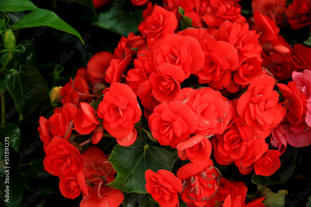 Red Begonia Evansiana Andrews plants in the garden Red Begonia Evansiana Andrews plants in the garden