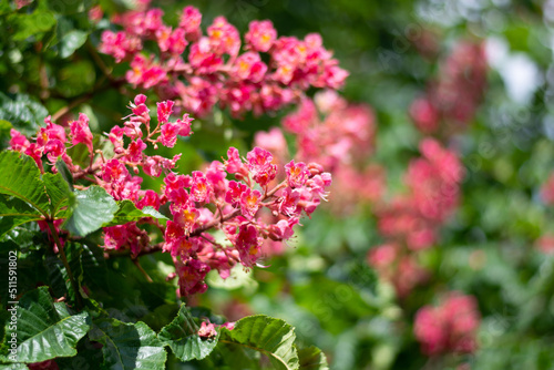 Pink chestnut blossoms in spring