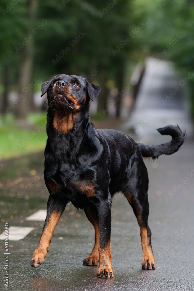 Rottweiler dog playing in the park outside in the summer Rottweiler dog playing in the park outside in the summer