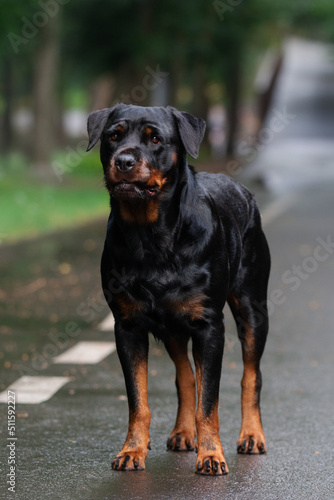 Rottweiler dog posing standing in the park outside in the summer