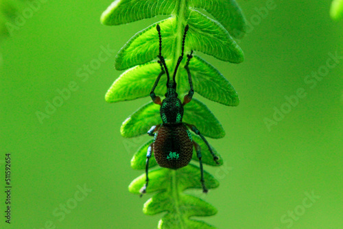 Wallpaper Mural bug on a branch Torontodigital.ca