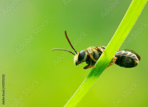 Wallpaper Mural bee on a flower Torontodigital.ca