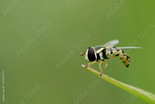 Wallpaper Mural fly on leaf Torontodigital.ca