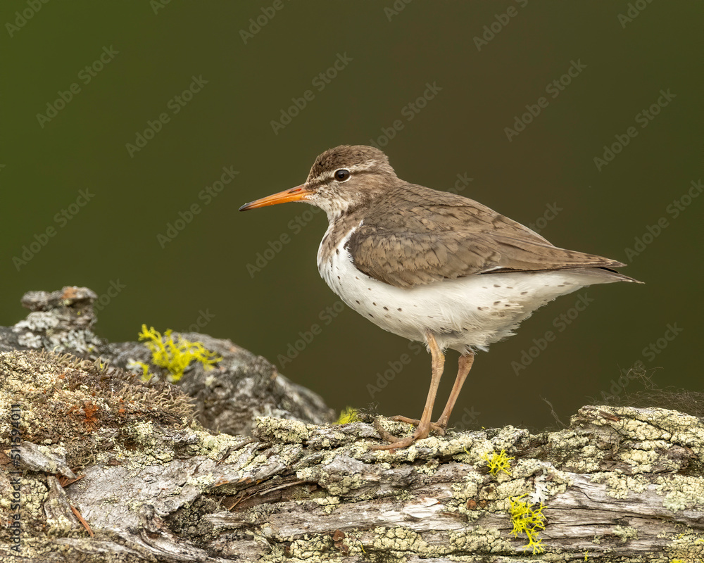 Spotted Sandpiper (Actitis macularius) on perch, Kamloops, Canada Spotted Sandpiper (Actitis macularius) on perch, Kamloops, Canada