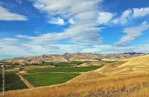 Vineyard and grass hill - New Zealand