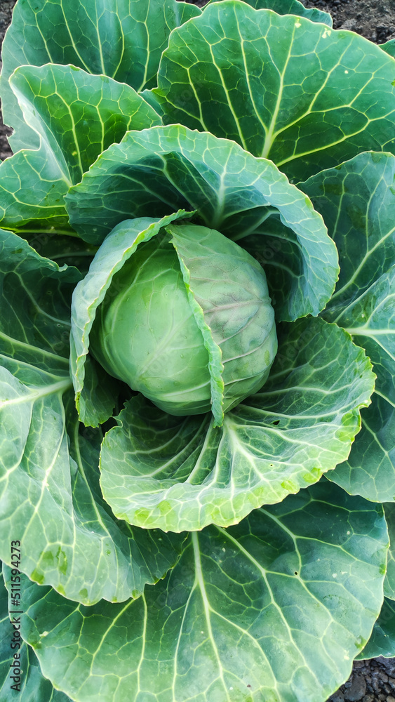 Cabbage in the garden. Cabbage in the garden.