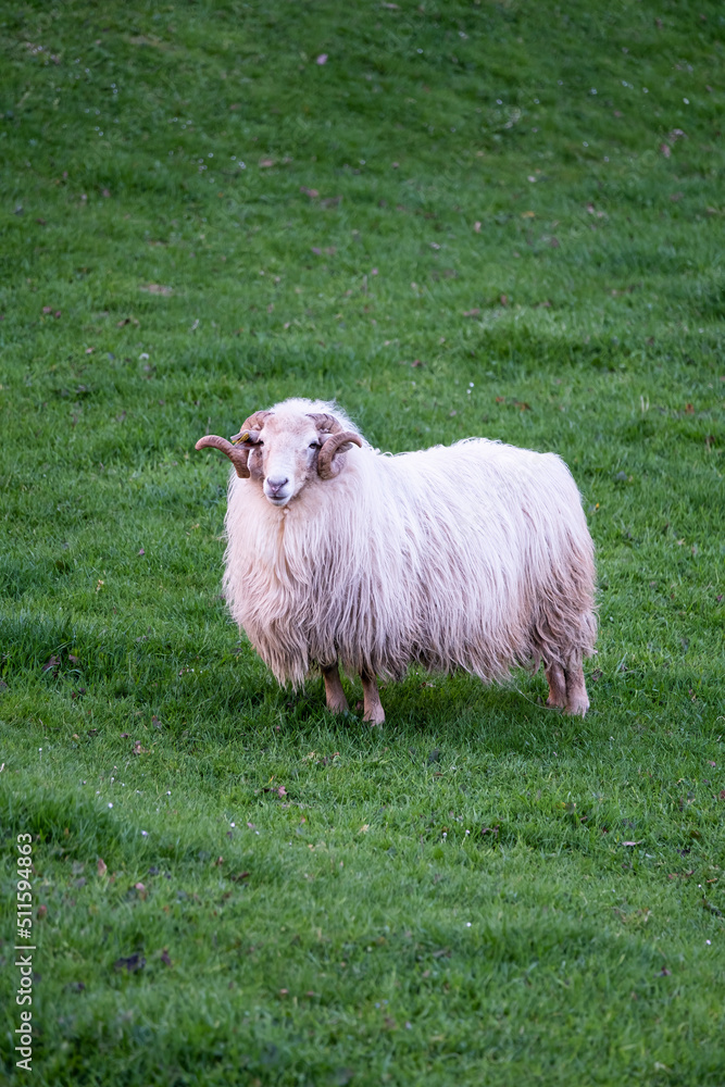 adult male sheep with wool still unshorn, white ram in a green pasture, with abundant white wool and large rolled horns with copy space, vertical adult male sheep with wool still unshorn, white ram in a green pasture, with abundant white wool and large rolled horns with copy space, vertical
