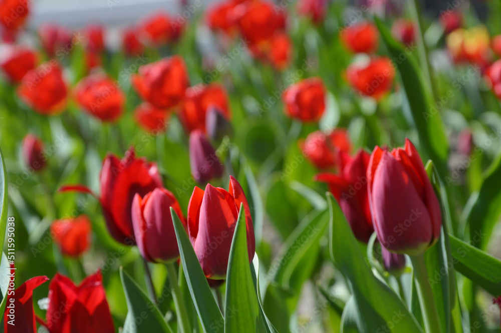 Bright red tulips are fresh and blooming, with sharp summer petals in the sun. Spring flowers. Bright red tulips are fresh and blooming, with sharp summer petals in the sun. Spring flowers.