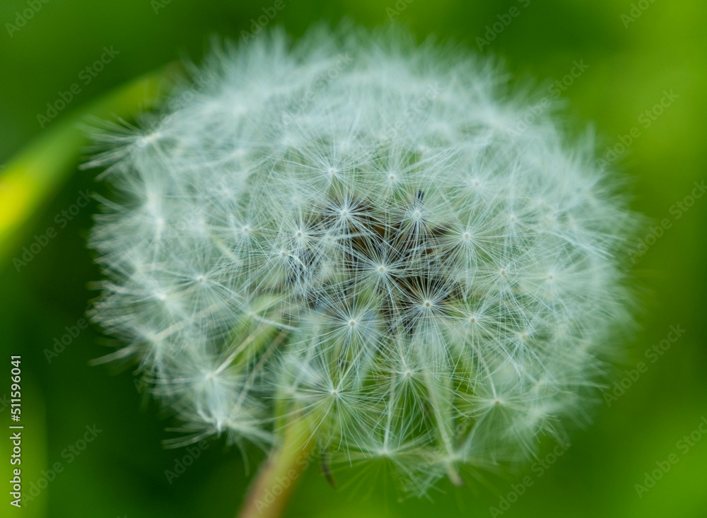 dandelion fluff are in the field in rural area, Latvia